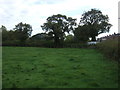 Grazing beside Southport Road, Ulnes Walton