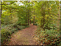 Path in Parndon Wood Nature Reserve