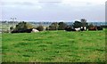 NY2449 : Cattle pasture, north of Wigton cemetery by Christine Johnstone