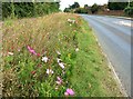 Wild flowers by the road