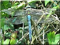 Emperor Dragonfly (Anax imperator)