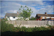 SU8882 : Houses on Sandringham Rd, Furze Platt by N Chadwick
