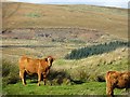 Cattle, Redfordgreen