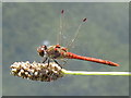 Common Darter (Sympetrum striolatum)