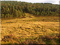 NH7177 : Animal tracks in Scotsburn Glen, Easter Ross by ian shiell
