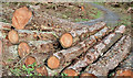 Felled trees, Belvoir Forest, Belfast (October 2014)