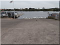 Swans on the  slipway, opposite Channel View Leisure Centre