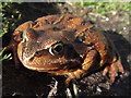 NY9546 : Toad, Sikehead by Andrew Curtis
