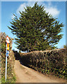 Monterey Cypress, Blackawton cemetery