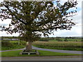 The oak tree at the junction, Bryngwyn