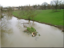 SP3065 : Fallen tree, River Avon, southeast Warwick 2014, March 5 by Robin Stott