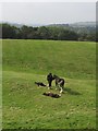 Horses, off Larpool Lane