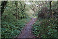 Footpath in Oxleas Wood