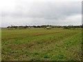 Fields north of Butchers Lane