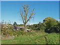 Topped tree by the Mill Bourne