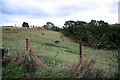 Cattle near the A9 embankment