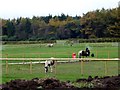SK3064 : Ponies grazing at Matlock Farm Park by Graham Hogg