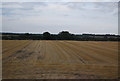 Stubble field