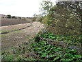 Part ploughed field beside the Midlem Burn