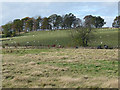 Field with sheep at Bewlie