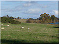 Sheep at Cavers Carre