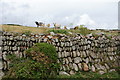 Cows above a stone wall