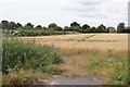 Fields behind Golden Avenue