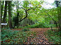 Junction of footpath and track in Place Wood