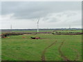 Cattle pasture west of Aspatria