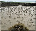 HY6426 : Worm casts on the beach, St Catherines Bay, Stronsay, Orkney by Claire Pegrum