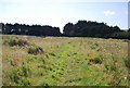 Footpath across Pevensey Levels