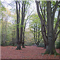 TQ4197 : Tall pollards in Little Monk Wood by Roger Jones