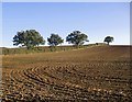 TQ8099 : Oaks along a field boundary, south of Woodham Ferrers by Stefan Czapski