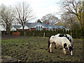 SP0873 : Piebalds grazing by Forshaw Heath Lane by Robin Stott