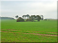 Farmland near Shearins Leas Farm