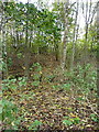 Footpath in a replanted wood