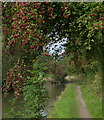 Autumn berries along the Coventry Canal