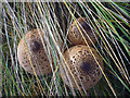 SD2262 : Parasol mushrooms (Lepiota procera), South Walney by Karl and Ali