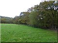 Marshy ground at the foot of a sloping field