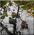 SK2679 : Mandarin ducks on the lake at Longshaw by Graham Hogg