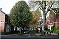 Autumn trees on Cemetery Avenue