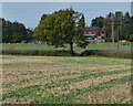 Field and hedge along the Ashby Canal