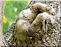 Tree canker, Dunmurry (October 2014)