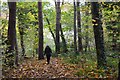 Woodland path near Ancrum