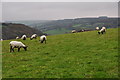 West Somerset : Grassy Field & Sheep