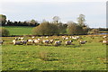 Sheep in the sun