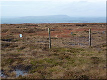 SD9130 : Lancashire - Yorkshire county boundary fence on Black Hameldon by John H Darch