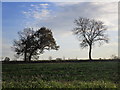 Trees south of Jenkinson Lane