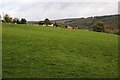 Field near Brockhollands