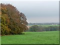 Wardles Wood and the valley of the Cong Burn